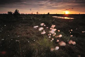 Cotton grass (Eriophorum) growing in bog at sunset, Kemeri National Park, Latvia Cotton grass (Eriophorum) growing in bog at sunset, Kemeri National Park, Latvia