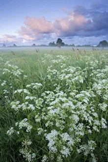 Cow parsely (Anthriscus sylvestris) in damp flower meadow at dawn, Nemunas regional Reserve Cow parsely (Anthriscus sylvestris) in damp flower meadow at dawn, Nemunas regional Reserve