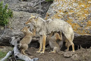 Coyote (Canis latrans) female with newborn pups. Yellowstone National Park, Wyoming, USA Coyote (Canis latrans) female with newborn pups. Yellowstone National Park, Wyoming, USA