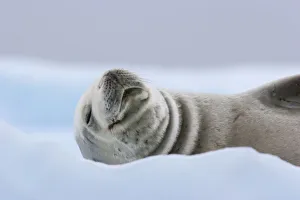 Crabeater Seal (Lobodon carcinophaga) hauled out on ice. Pleneau Island, Antarctica, January Crabeater Seal (Lobodon carcinophaga) hauled out on ice. Pleneau Island, Antarctica, January