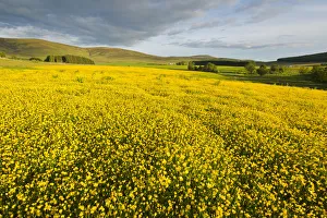 Creeping buttercup (Ranunculus repens) covering an unimproved field, Cromdale, Cairngorms NP Creeping buttercup (Ranunculus repens) covering an unimproved field, Cromdale, Cairngorms NP