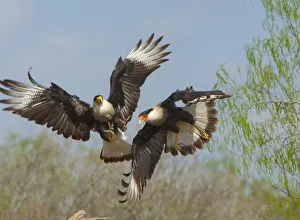 Crested caracaras (Caracara cheriway), midair aggressive interaction between two for