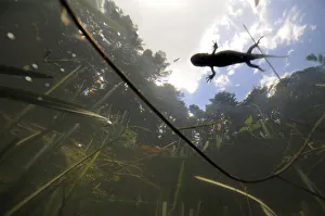 Crested Newt (Triturus cristatus carnifex) underwater view of female swimming on surface Crested Newt (Triturus cristatus carnifex) underwater view of female swimming on surface