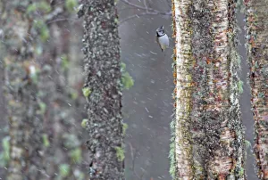 Crested tit (Lophophanes cristatus) clinging to lichen covered tree in snowfall, Scotland Crested tit (Lophophanes cristatus) clinging to lichen covered tree in snowfall, Scotland