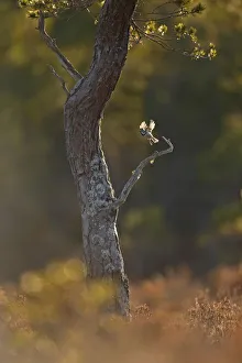 Crested tit (Lophophanes cristatus) taking flight from pine tree in the Cairngorms National Park Crested tit (Lophophanes cristatus) taking flight from pine tree in the Cairngorms National Park