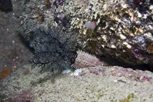 Crevice sea cucumber (Aslia lefevrei) in rock crevice, Channel Isles, UK, April Crevice sea cucumber (Aslia lefevrei) in rock crevice, Channel Isles, UK, April