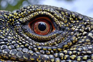 Crocodile monitor (Varanus salvadorii) close up eye, captive, occurs in New Guinea Crocodile monitor (Varanus salvadorii) close up eye, captive, occurs in New Guinea
