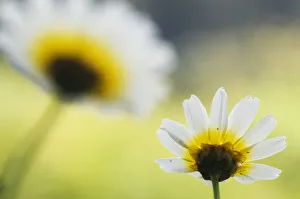 Crown daisy flower (Glebionis coronarium) Menorca, Balearic Islands, Spain, Europe Crown daisy flower (Glebionis coronarium) Menorca, Balearic Islands, Spain, Europe