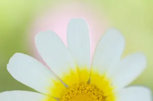 Crown daisy flower (Glebionis coronarium) Menorca, Balearic Islands, Spain, Europe Crown daisy flower (Glebionis coronarium) Menorca, Balearic Islands, Spain, Europe