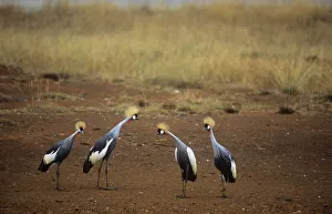 Four Crowned cranes {Balearica regulorum} Kenya Four Crowned cranes {Balearica regulorum} Kenya