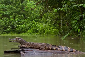 Crowned dwarf caiman (Paleosuchus trigonatus) male resting on a log. Yasuni National Park Crowned dwarf caiman (Paleosuchus trigonatus) male resting on a log. Yasuni National Park