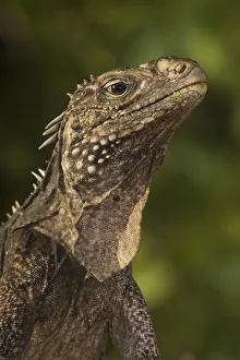 Cuban / Clouded rock iguana (Cyclura nubila), Jardines de la Reina / Gardens of the Queen Cuban / Clouded rock iguana (Cyclura nubila), Jardines de la Reina / Gardens of the Queen