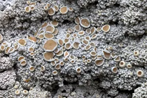 Cudbear Lichen (Ochrolechia tartarea) growing on quartzite rock Cudbear Lichen (Ochrolechia tartarea) growing on quartzite rock