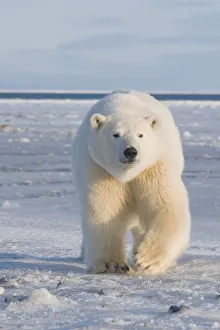 Curious subadult Polar bear (Ursus maritimus) tagged 300-400 lb Curious subadult Polar bear (Ursus maritimus) tagged 300-400 lb
