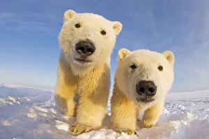 Two curious young Polar bears (Ursus maritimus), Barter Island, off the 1002 area Two curious young Polar bears (Ursus maritimus), Barter Island, off the 1002 area