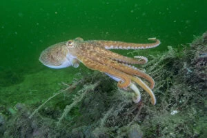 Images Dated 15th August 2016: Curled octopus (Eledone cirrhosa) swimming over sea floor, South Arran Marine Protected Area