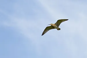 Curlew (Numenius arquata) in flight, Peak District NP, UK, June 2011 Curlew (Numenius arquata) in flight, Peak District NP, UK, June 2011