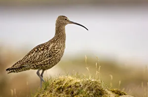 Curlew (Numenius arquata) on a grassy mound, Shetland Islands, Scotland, UK, July Curlew (Numenius arquata) on a grassy mound, Shetland Islands, Scotland, UK, July
