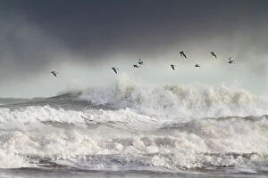 Prints for your Bathroom Collection: Curlews (Numenius arquata) group flying over the sea during storm. Wales, UK December
