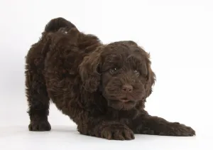 Cute chocolate Toy Goldendoodle puppy in play-bow Cute chocolate Toy Goldendoodle puppy in play-bow