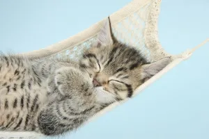 Cute tabby kitten, Stanley, 7 weeks, sleeping in a hammock Cute tabby kitten, Stanley, 7 weeks, sleeping in a hammock