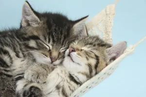 Two cute tabby kittens asleep in a hammock Two cute tabby kittens asleep in a hammock