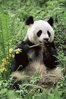 D - Giant panda {Ailuropoda melanoleuca} Wolong NR, Qionglai mts, Sichuan, China D - Giant panda {Ailuropoda melanoleuca} Wolong NR, Qionglai mts, Sichuan, China