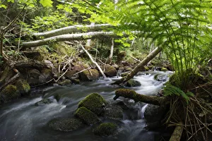 Dala river, where Brown trout (Salmo trutta) live, flowing through wood with fallen Dala river, where Brown trout (Salmo trutta) live, flowing through wood with fallen