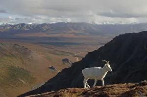 Dall sheep {Ovis Dalli}female profile walking on hillside, Denali National Park, Alaska Dall sheep {Ovis Dalli}female profile walking on hillside, Denali National Park, Alaska