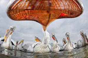 Dalmatian pelican (Pelecanus crispus) low angle perspective of open bill, Lake Kerkini Dalmatian pelican (Pelecanus crispus) low angle perspective of open bill, Lake Kerkini