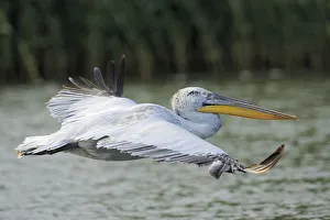 Dalmatian pelican (Pelecanus crispus) profile in flight, Danube delta rewilding area Dalmatian pelican (Pelecanus crispus) profile in flight, Danube delta rewilding area