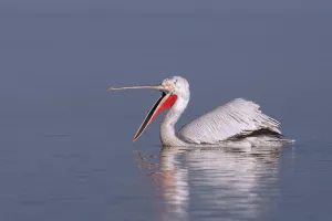 Dalmatian pelican (Pelecanus crispus) with open beak on Lake Kerkini, Macedonia, Greece Dalmatian pelican (Pelecanus crispus) with open beak on Lake Kerkini, Macedonia, Greece