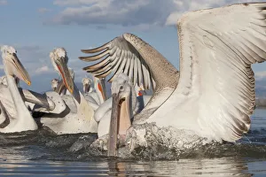 Dalmatian pelican (Pelecanus crispus) catching fish, Lake Kerkini, Macedonia, Greece Dalmatian pelican (Pelecanus crispus) catching fish, Lake Kerkini, Macedonia, Greece