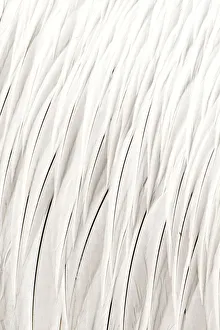 Dalmatian pelican (Pelecanus crispus) close up of feathers, Danube Delta, Romania Dalmatian pelican (Pelecanus crispus) close up of feathers, Danube Delta, Romania