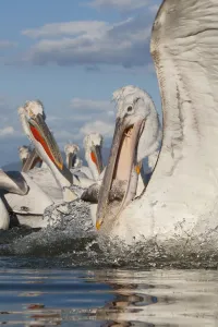 Dalmatian pelican (Pelecanus crispus) with fish in beak, Lake Kerkini, Macedonia Dalmatian pelican (Pelecanus crispus) with fish in beak, Lake Kerkini, Macedonia