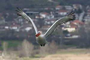 Dalmatian pelican (Pelecanus crispus) in flight, Lake Kerkini, Macedonia, Greece Dalmatian pelican (Pelecanus crispus) in flight, Lake Kerkini, Macedonia, Greece