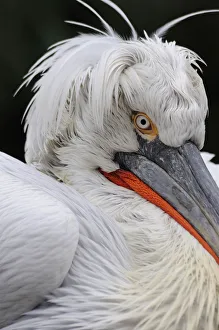 Dalmatian pelican (Pelecanus crispus) portrait, captive Dalmatian pelican (Pelecanus crispus) portrait, captive