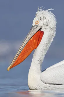 Dalmatian pelican (Pelecanus crispus) portrait, Lake Kerkini, Macedonia, Greece Dalmatian pelican (Pelecanus crispus) portrait, Lake Kerkini, Macedonia, Greece