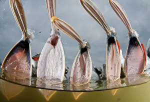 Dalmatian pelicans (Pelecanus crispus) low angle perspective of open bills, Lake Kerkini Dalmatian pelicans (Pelecanus crispus) low angle perspective of open bills, Lake Kerkini