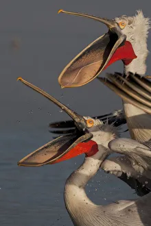 Dalmatian pelicans (Pelecanus crispus) with beaks wide open to catch thrown fish Dalmatian pelicans (Pelecanus crispus) with beaks wide open to catch thrown fish