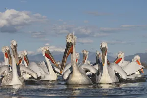 Dalmatian pelicans (Pelecanus crispus) on Lake Kerkini, Macedonia, Greece, February 2009 Dalmatian pelicans (Pelecanus crispus) on Lake Kerkini, Macedonia, Greece, February 2009