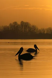 Two Dalmatian pelicans (Pelecanus crispus) on Lake Kerkini at sunrise, Macedonia Two Dalmatian pelicans (Pelecanus crispus) on Lake Kerkini at sunrise, Macedonia