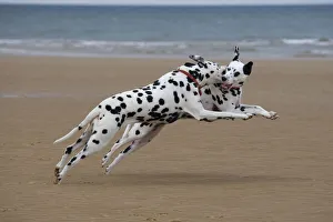 Dalmation dogs playing on beach, Norfolk, UK, August Dalmation dogs playing on beach, Norfolk, UK, August