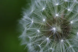 Dandelion seed head (Taraxacum officinale) UK Dandelion seed head (Taraxacum officinale) UK