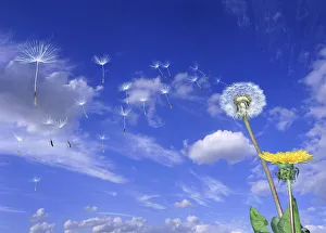 Dandelion (Taraxacum officinale) seeds blowing in the wind. Digital composite, UK Dandelion (Taraxacum officinale) seeds blowing in the wind. Digital composite, UK