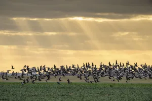 Dark-bellied brent geese (Branta bernicla) taking flight from grazing field, Wallasea Island Dark-bellied brent geese (Branta bernicla) taking flight from grazing field, Wallasea Island
