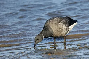 Dark-bellied brent goose (Branta bernicla) feeding on shore just after high water Dark-bellied brent goose (Branta bernicla) feeding on shore just after high water
