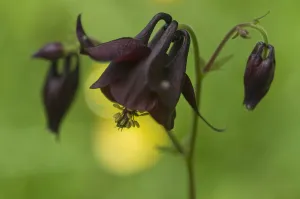 Dark columbine (Aquilegia atrata) flower, Liechtenstein, June 2009 Dark columbine (Aquilegia atrata) flower, Liechtenstein, June 2009