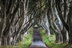 The Dark Hedges, Stranocum, Co. Antrim, Northern Ireland, September 2010 The Dark Hedges, Stranocum, Co. Antrim, Northern Ireland, September 2010