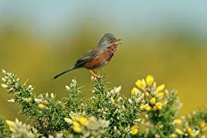Dartford warbler (Sylvia undata) singing on Gorse, Dorset, UK, April Dartford warbler (Sylvia undata) singing on Gorse, Dorset, UK, April